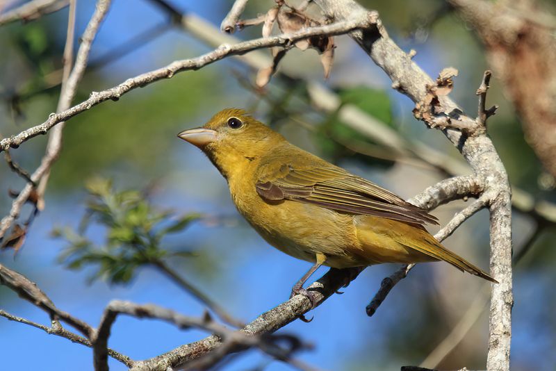 Female Summer Tanager