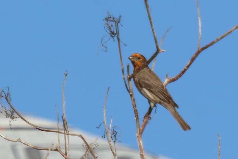 House finch