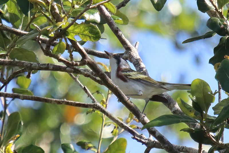 Chestnut sided Warbler