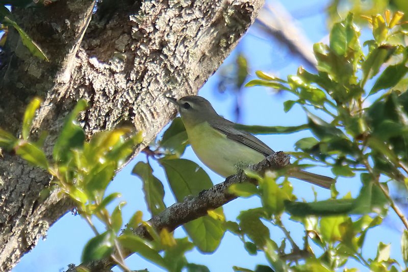 Philidelphia Vireo