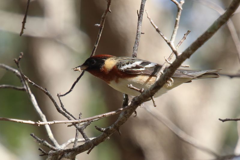 Bay breasted Warbler