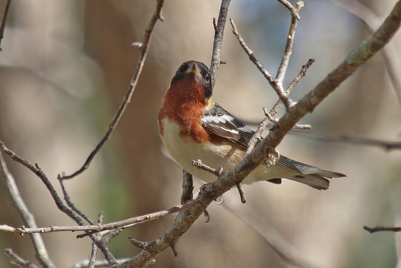 Bay breasted Warbler