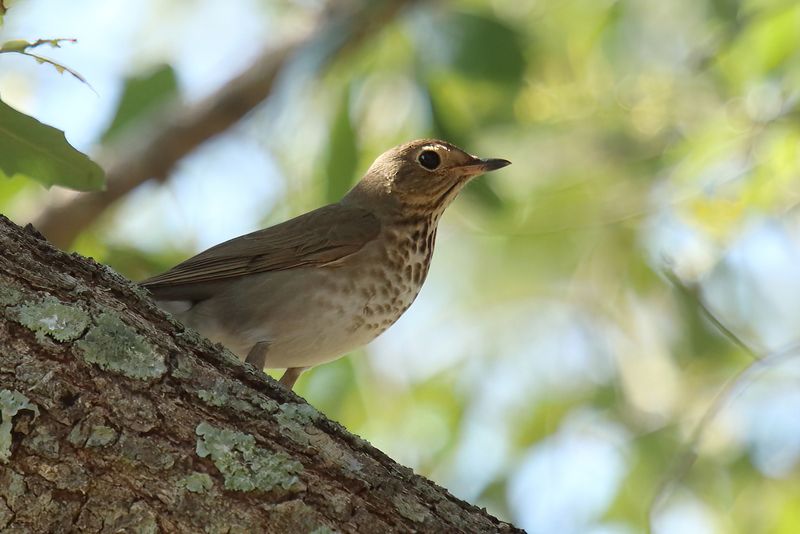 Swainson Thrush