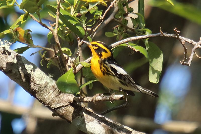 Blackburnian Warbler