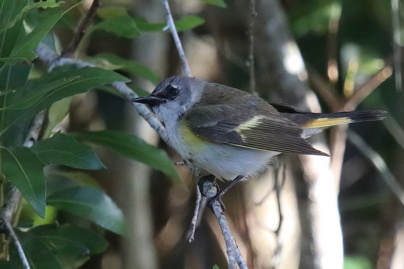 Female American redstart