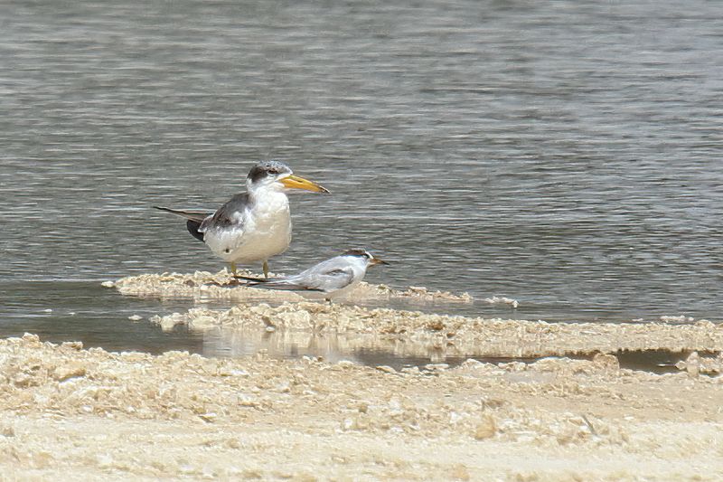 ILarge billed Tern and Least Tern