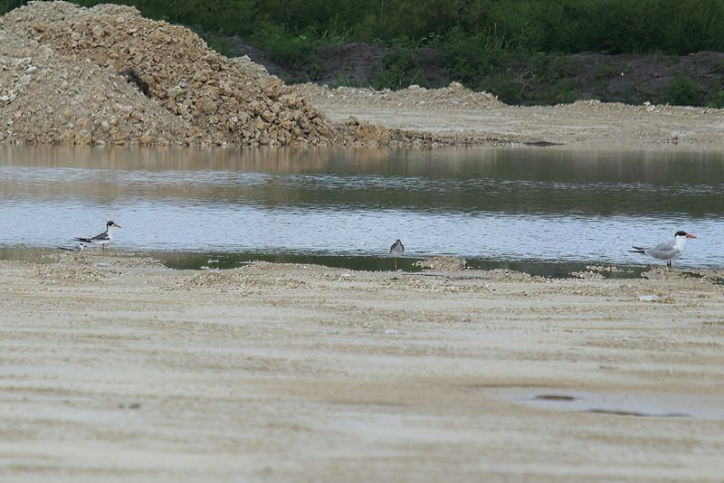 Least Tern, Large billed Tern, lesser Yellowlegs and Caspian Tern