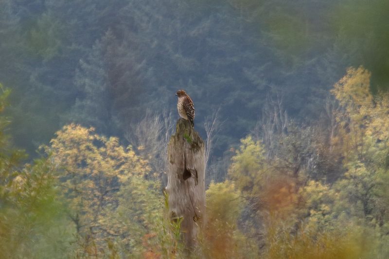 I think this is a Northern Harrier