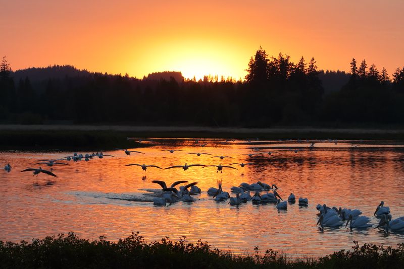 White Pelicans at Tualatin River National refuge