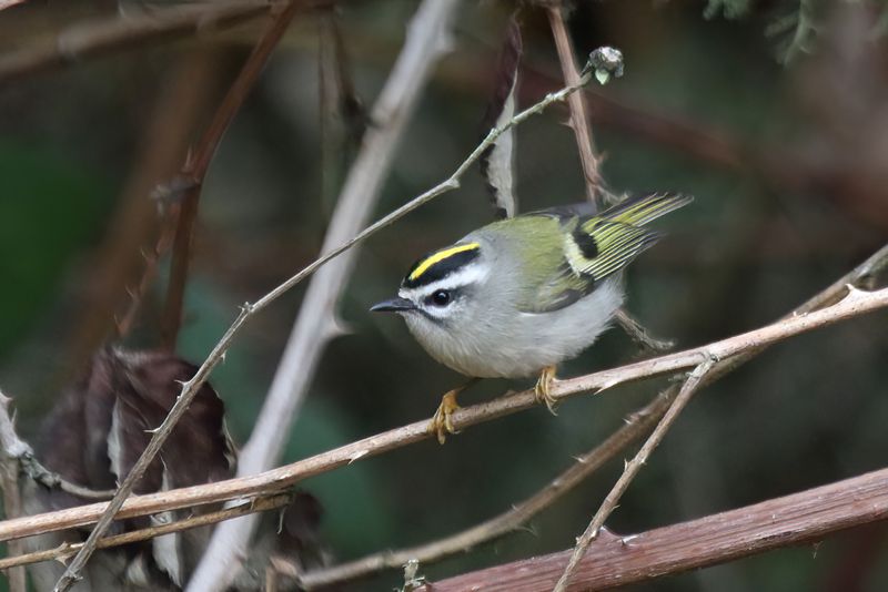 Golden crowned Kinglet