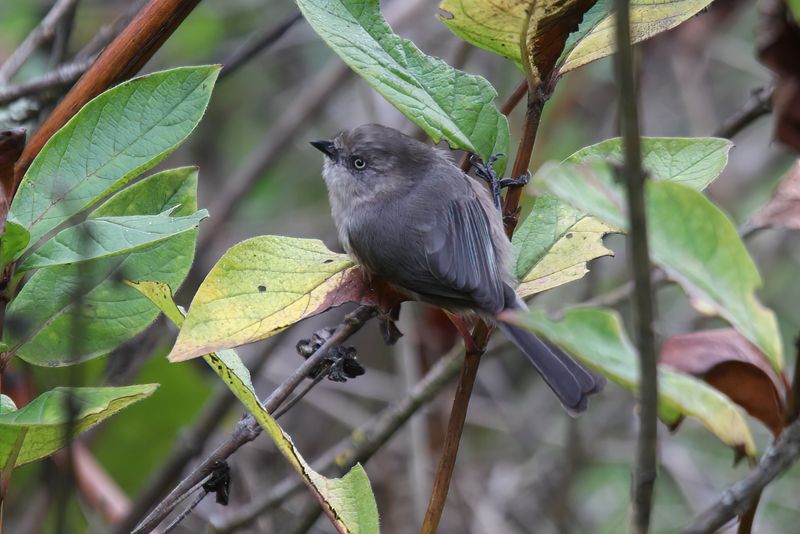 Bushtit