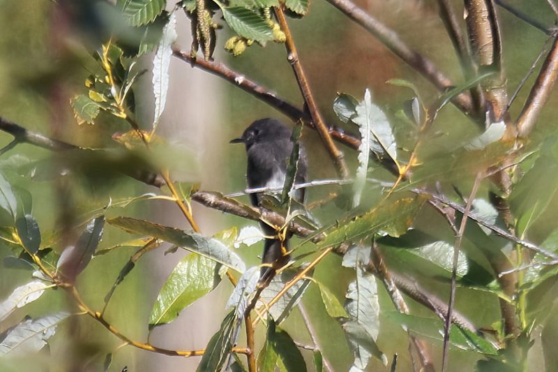 Black Phoebe