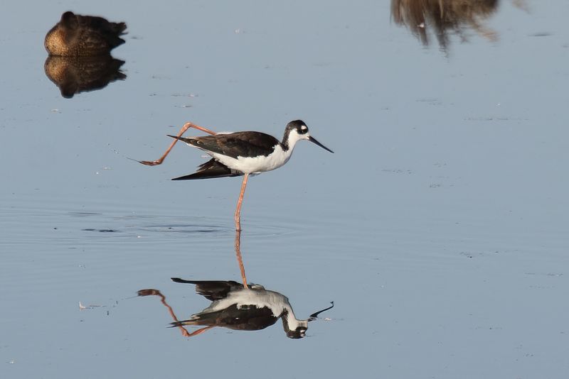 Black necked stilt