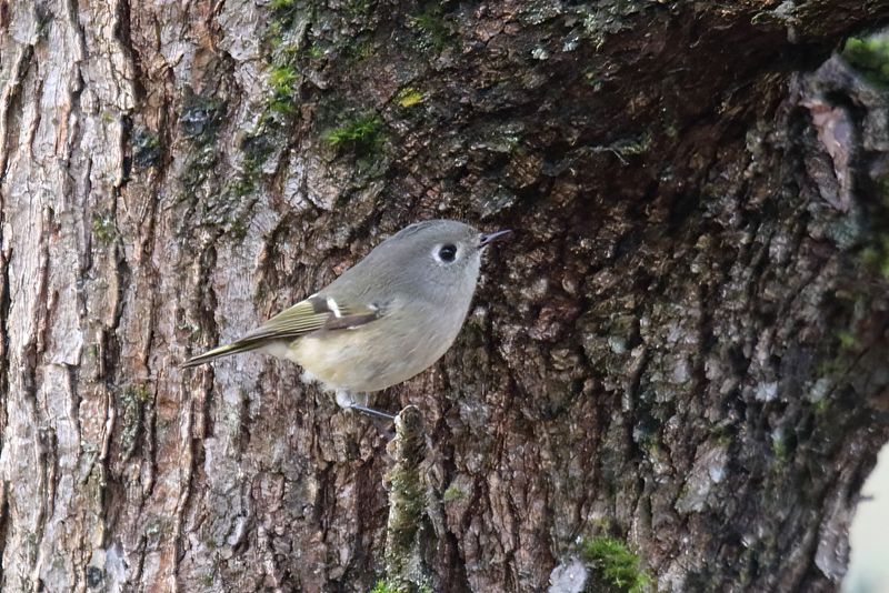 Ruby crowned Kinglet