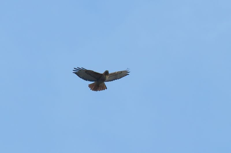 Redtail hawk