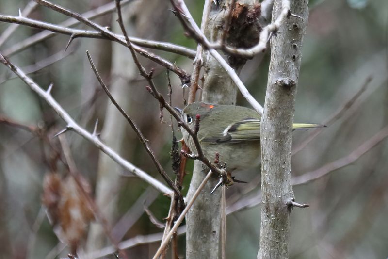 Ruby crowned Kinglet