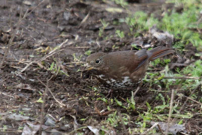 Fox Sparrow