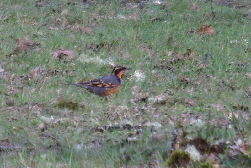 Varied Thrush