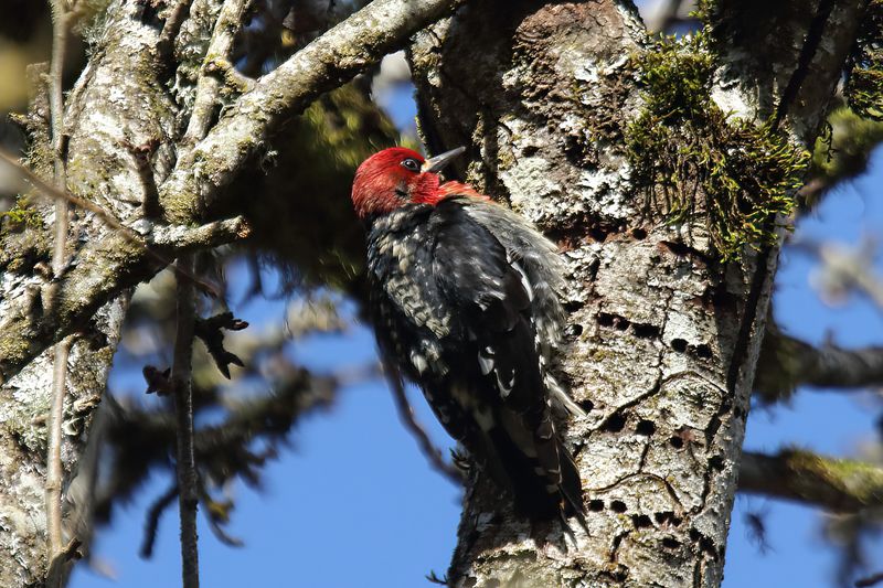 Red breasted sapsucker