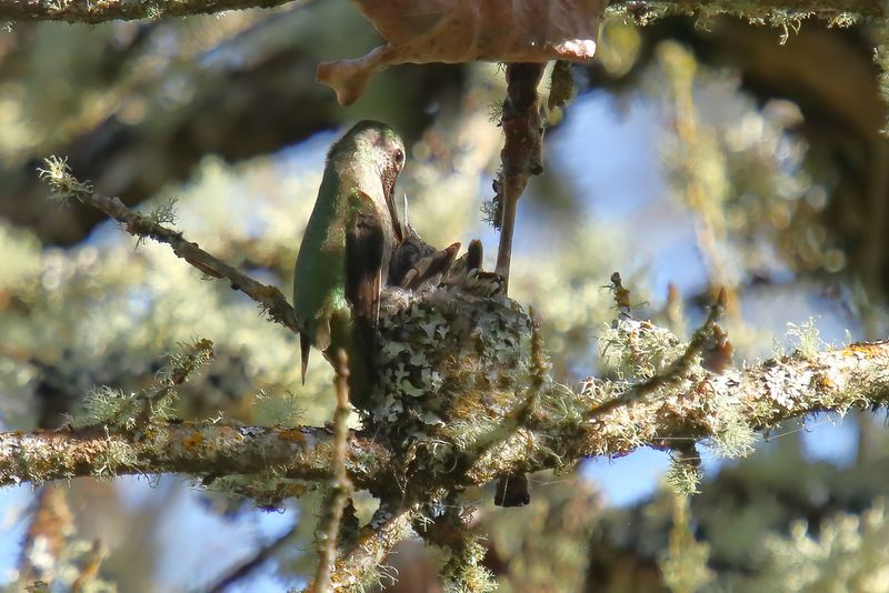 Anna's Hummingbird feeding young