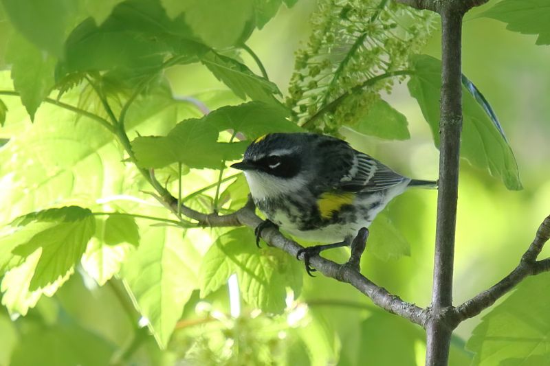 black throated gray.
