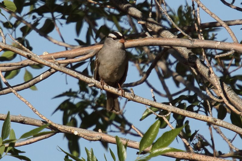 White crowned Sparrow