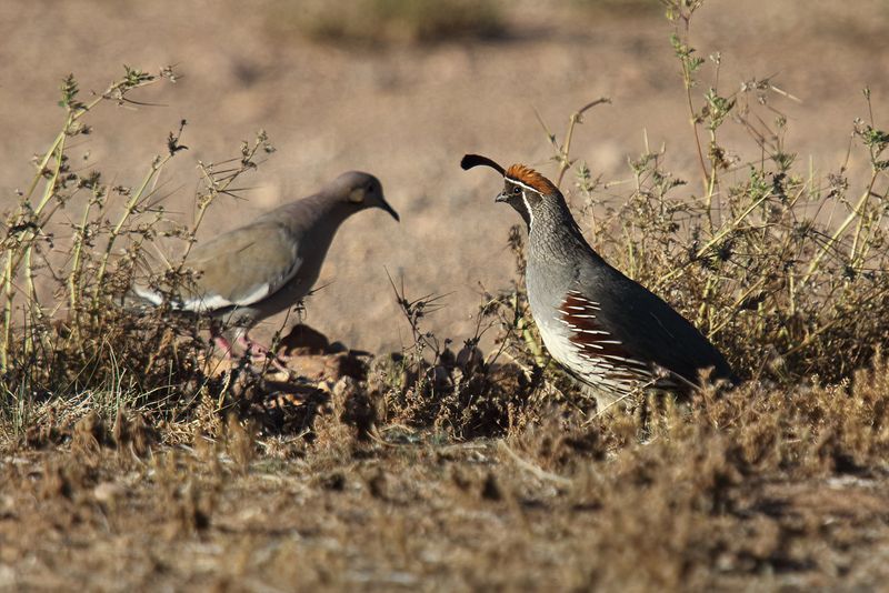 Gambel's Quail and White winged Dove