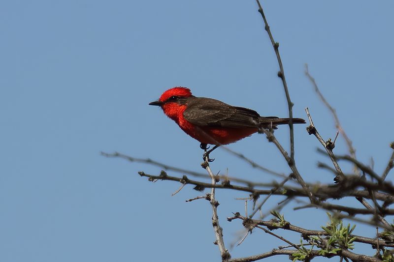 Vermillion Flycatcher.