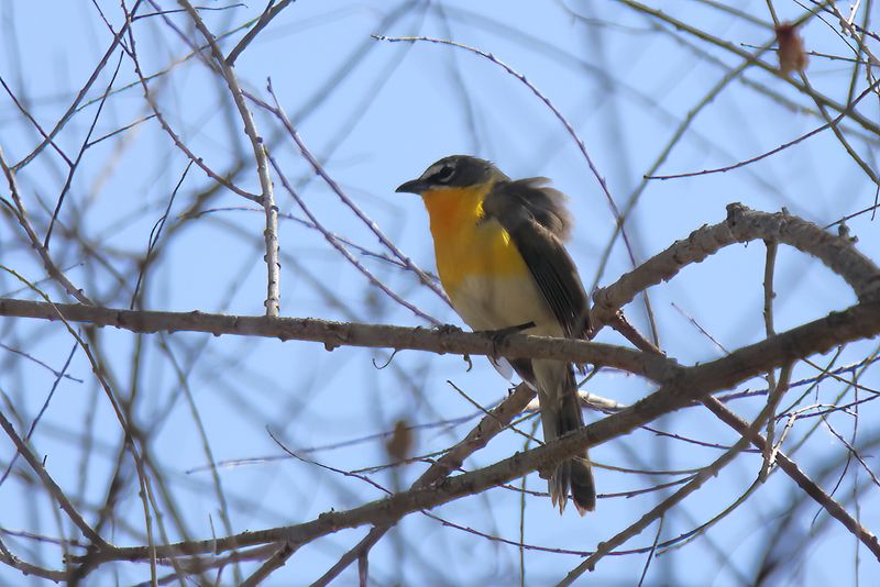 Yellow breasted Chat