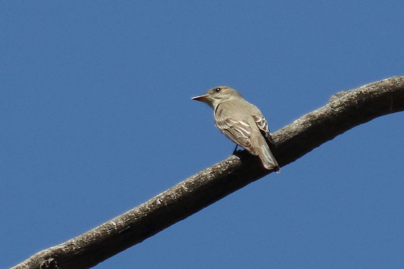 Western Wood Peewee