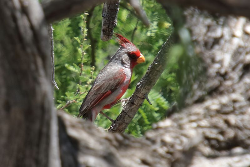 Pyrrhuloxia