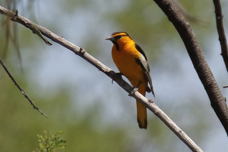 Bullock's Oriole