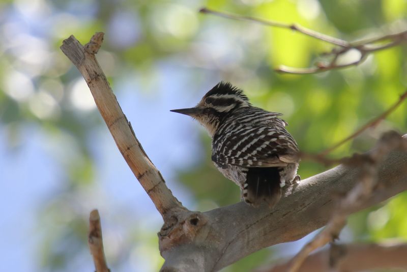 Ladder backed woodpecker