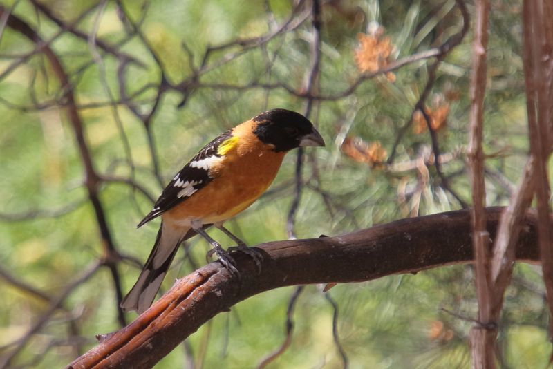 Black headed grosbeak