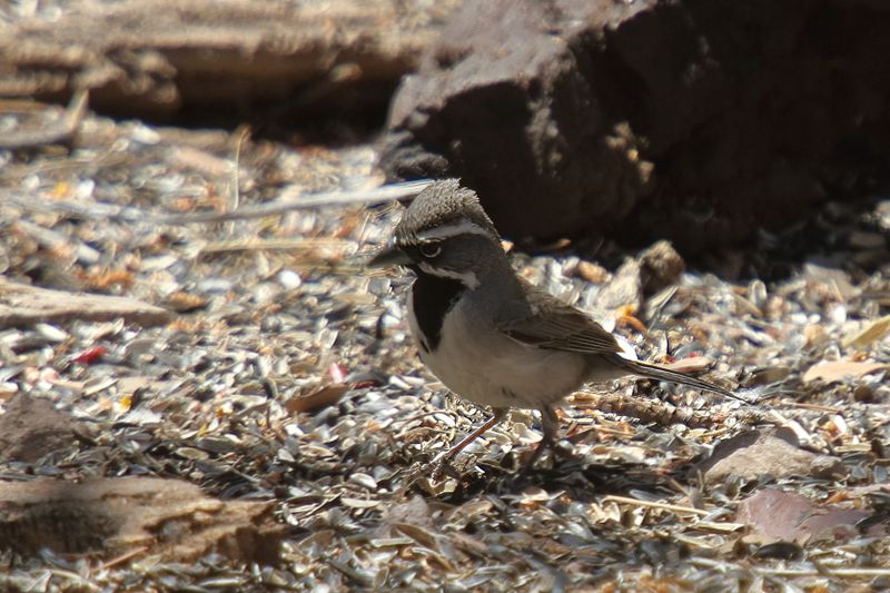 Black throated Sparrow