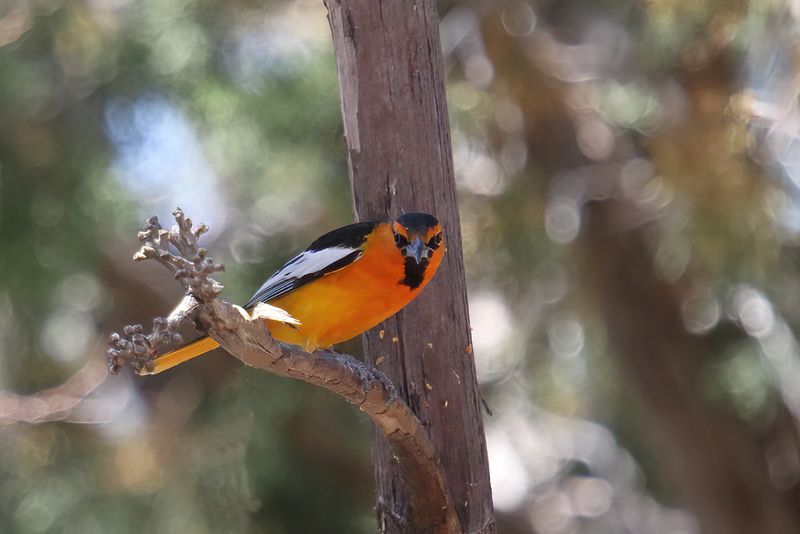 Bullock's Oriole