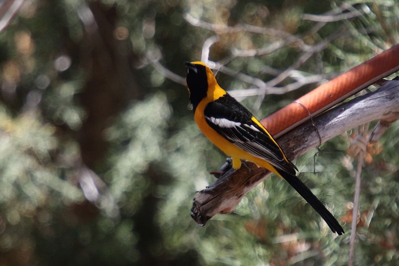 Hooded Oriole