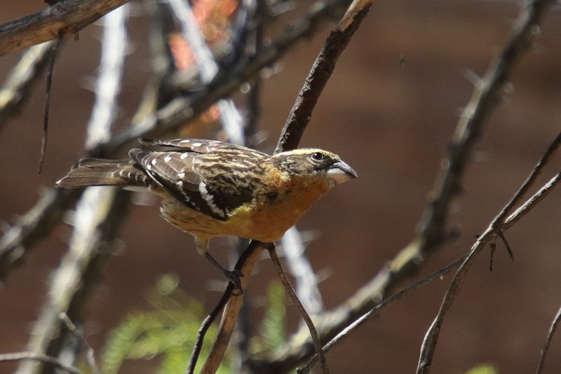 Black headed Grosbeak