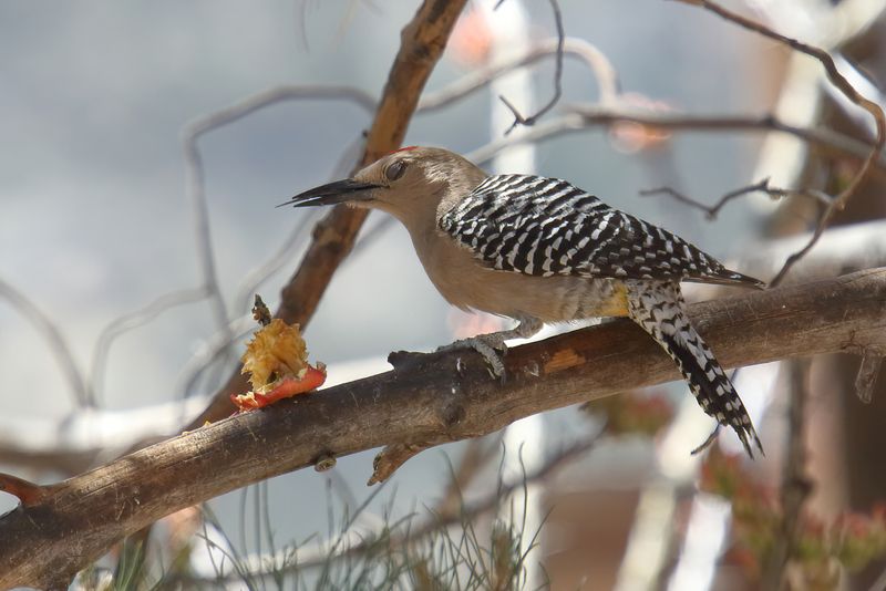 Gila Woodpecker.