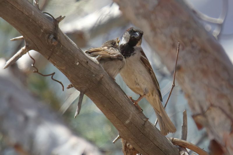 House sparrow feeding young