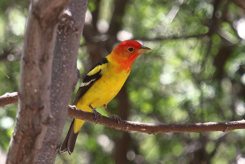 Western tanager.