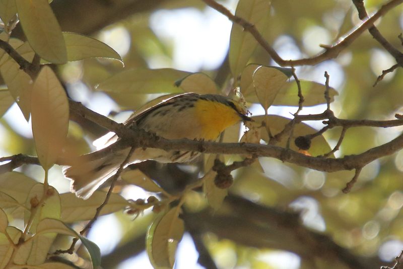 Grace's warbler