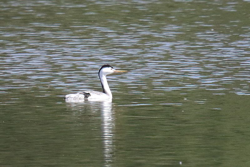 Clarks Grebe