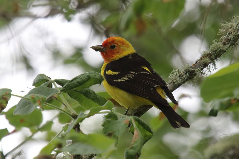 WesternTanager
