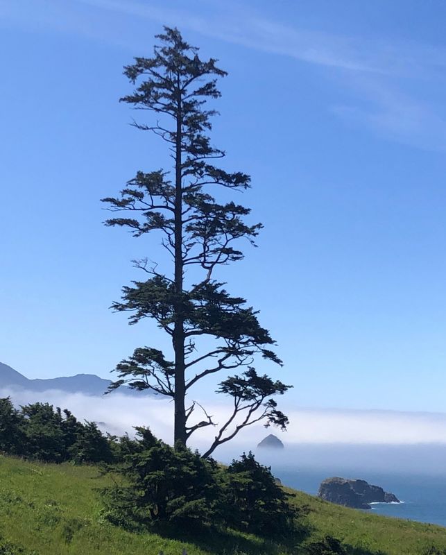 Cannon Beach from Ecola State Park