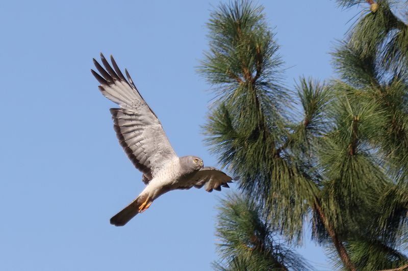 eagles_hawks_ospreys