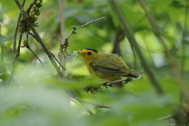 Wilson Warbler