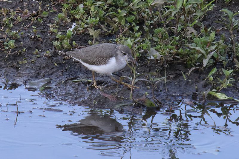 Spotted Sandpiper
