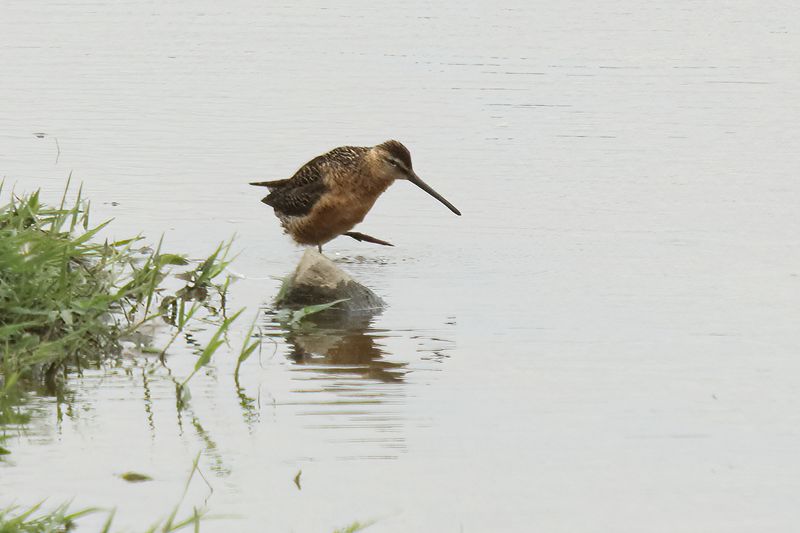 long billed dowwitcher
