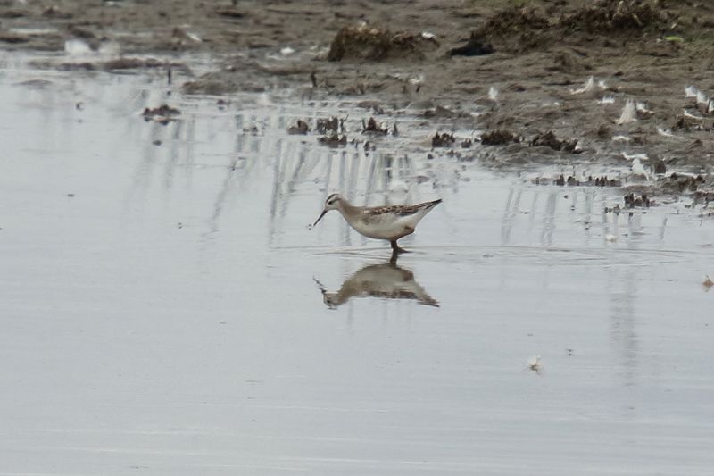 Wilson's Phalarope